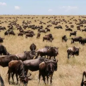 Explore 7 Days, 6 Nights Small Group Safari with Upgraded Accommodation to Masai Mara, Lake Nakuru, Lake Naivasha /Hell’s gate and Amboseli National Parks for 7 days with Perfect Safari Africa tours and safaris and discover unforgettable experiences - Photo 10