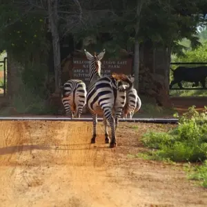 Explore 3 Days, 2 Nights Safari to tsavo National park from Nairobi for 3 days with Perfect Safari Africa tours and safaris and discover unforgettable experiences - Photo 7