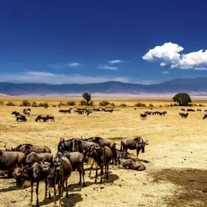 Explore 12-Day Kenya And Tanzania Private Lodge Safari From Nairobi with complimentary first night accommodation at Best Western plus Westlands Nairobi Hotel and free airport transfer. for 12 days with Perfect Safari Africa tours and safaris and discover unforgettable experiences - Photo 7