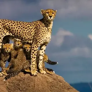 Explore 3 Days, 2 Nights Safari to tsavo National park from Nairobi for 3 days with Perfect Safari Africa tours and safaris and discover unforgettable experiences - Photo 8