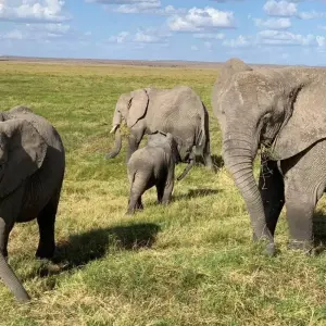 Explore 9 Days, 8 Nights Kenya and Tanzania Budget group camping safari from Nairobi with a free airport transfer and a complimentary first night accommodation at After 40 hotel Nairobi for 8 days with Perfect Safari Africa tours and safaris and discover unforgettable experiences - Photo 9