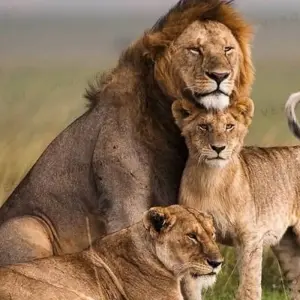 Explore 12-Day Kenya And Tanzania Private Lodge Safari From Nairobi with complimentary first night accommodation at Best Western plus Westlands Nairobi Hotel and free airport transfer. for 12 days with Perfect Safari Africa tours and safaris and discover unforgettable experiences - Photo 9