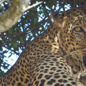 Explore 7 Days Amazing Safari To Masai Mara Nakuru Naivasha And Samburu Parks with a complimentary airport pick up with first night accommodation at After 40 hotel in Nairobi. for 7 days with Perfect Safari Africa tours and safaris and discover unforgettable experiences - Photo 10