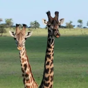 Explore 9 Days, 8 Nights Kenya and Tanzania Budget group camping safari from Nairobi with a free airport transfer and a complimentary first night accommodation at After 40 hotel Nairobi for 8 days with Perfect Safari Africa tours and safaris and discover unforgettable experiences - Photo 10