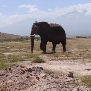 Explore 3 Days, 2 Nights Amboseli National Park From Nairobi for 3 days with Perfect Safari Africa tours and safaris and discover unforgettable experiences - Photo 10