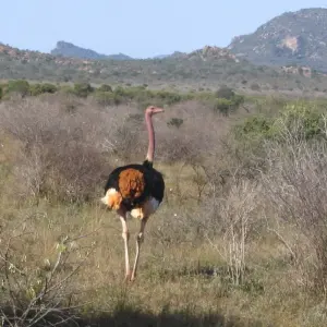 Explore 3 Days, 2 Nights Safari to tsavo National park from Nairobi for 3 days with Perfect Safari Africa tours and safaris and discover unforgettable experiences - Photo 10