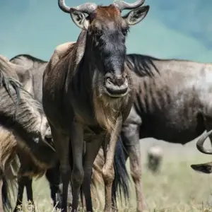 Explore 12-Day Kenya And Tanzania Private Lodge Safari From Nairobi with complimentary first night accommodation at Best Western plus Westlands Nairobi Hotel and free airport transfer. for 12 days with Perfect Safari Africa tours and safaris and discover unforgettable experiences - Photo 10