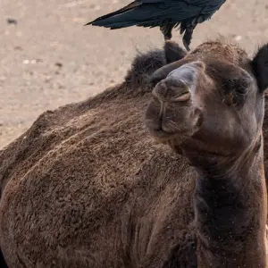 Explore 4 days desert  adventure for 4 days with Perfectly Morocco Tours and discover unforgettable experiences - Photo 5