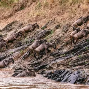 Explore 11 Days, 10 Nights Kenya And Tanzania Private Lodging Safari with complimentary first night at Best Western plus Westlands Nairobi Hotel and free airport Pick up. for 11 days with Perfect Safari Africa tours and safaris and discover unforgettable experiences - Photo 11