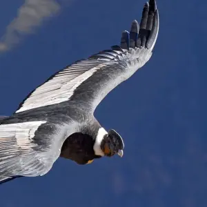 Explore The Best of Southern Peru + Ballestas Islands, Ica - Huacachina Oasis & Nazca for 14 days with Peru Trek 4 Good and discover unforgettable experiences - Photo 2