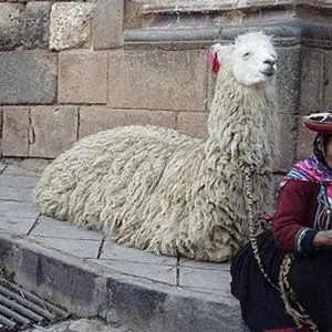 Explore LIMA AND THE BEST OF SOUTHERN PERU: LIMA, COLCA CANYON, TITICACA LAKE, CUSCO, THE SACRED VALLEY & MACHUPICCHU for 11 days with Peru Trek 4 Good and discover unforgettable experiences - Photo 3