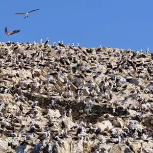 Explore BALLESTAS ISLANDS, ICA, HUACACHINA OASIS & NAZCA LINES: 2 DAYS for 2 days with Peru Trek 4 Good and discover unforgettable experiences - Photo 9
