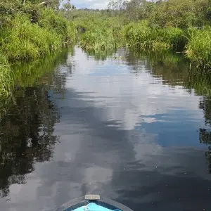 Explore 3D2N Orangutan in Tanjung Puting with Overnight on the Boat for 3 days with Pesona Indo and discover unforgettable experiences - Photo 3