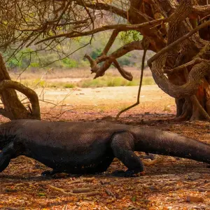 Explore 2Day Sailing Komodo Flores, Indonesia for 2 days with Pesona Indo and discover unforgettable experiences - Photo 4