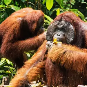 Explore 3D2N Orangutan in Tanjung Puting with Overnight on the Boat for 3 days with Pesona Indo and discover unforgettable experiences - Photo 6