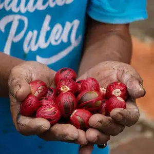 Explore Spice Tour Bandaneira 4D3N for 4 days with Pesona Indo and discover unforgettable experiences - Photo 9
