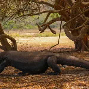 Explore 3D2N Sailing Komodo Flores, Indonesia for 3 days with Pesona Indo and discover unforgettable experiences - Photo 9