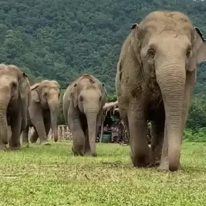 Explore Heart of Vietnam and Thailand 10 Days - Halong Bay/ Mekong/ Chiang Mai/ Bangkok for 10 days with PrestiGo Asia and discover unforgettable experiences - Photo 6