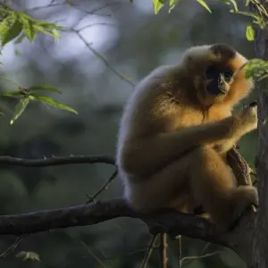 Explore Vietnam Jungle Escape in 15 Days - Cuc Phuong National Park/ Halong Bay / Mekong Delta for 15 days with PrestiGo Asia and discover unforgettable experiences - Photo 11