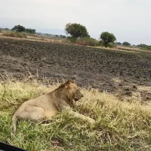 Explore 5 days Uganda Gorillas and Wildlife Safari for 5 days with Primate World Safaris (U) Ltd and discover unforgettable experiences - Photo 2