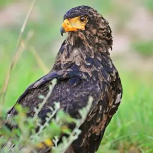 Explore 20 days Birding Holiday in Uganda for 20 days with Primate World Safaris (U) Ltd and discover unforgettable experiences - Photo 2