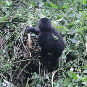 Explore 4 days Luxury Gorilla Tracking Safari by Road for 4 days with Primate World Safaris (U) Ltd and discover unforgettable experiences - Photo 2