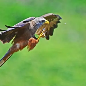 Explore 20 days Birding Holiday in Uganda for 20 days with Primate World Safaris (U) Ltd and discover unforgettable experiences - Photo 3