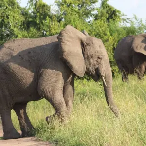 Explore All Inclusive Uganda Family Safari for 12 days with Primate World Safaris (U) Ltd and discover unforgettable experiences - Photo 4