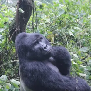 Explore 4 days Luxury Gorilla Tracking Safari by Road for 4 days with Primate World Safaris (U) Ltd and discover unforgettable experiences - Photo 3