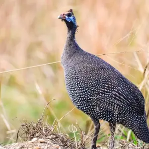 Explore 20 days Birding Holiday in Uganda for 20 days with Primate World Safaris (U) Ltd and discover unforgettable experiences - Photo 4