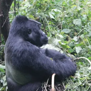 Explore 4 days Luxury Gorilla Tracking Safari by Road for 4 days with Primate World Safaris (U) Ltd and discover unforgettable experiences - Photo 4
