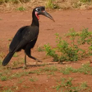 Explore All Inclusive Uganda Family Safari for 12 days with Primate World Safaris (U) Ltd and discover unforgettable experiences - Photo 5