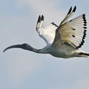 Explore 20 days Birding Holiday in Uganda for 20 days with Primate World Safaris (U) Ltd and discover unforgettable experiences - Photo 5