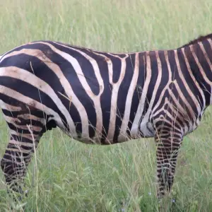 Explore Eastern Uganda Safari Trail for 12 days with Primate World Safaris (U) Ltd and discover unforgettable experiences - Photo 6