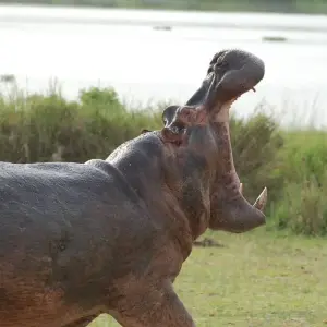 Explore All Inclusive Uganda Family Safari for 12 days with Primate World Safaris (U) Ltd and discover unforgettable experiences - Photo 6