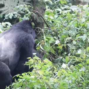 Explore 4 days Luxury Gorilla Tracking Safari by Road for 4 days with Primate World Safaris (U) Ltd and discover unforgettable experiences - Photo 5