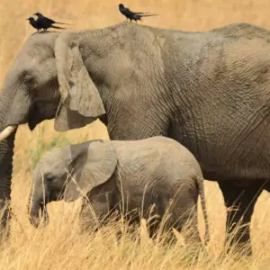 Explore 4 days Murchison Falls Luxury Wildlife Safari for 4 days with Primate World Safaris (U) Ltd and discover unforgettable experiences - Photo 5