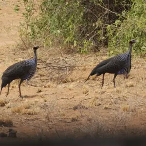 Explore 4 days Masai Mara Safari Express for 4 days with Primate World Safaris (U) Ltd and discover unforgettable experiences - Photo 2