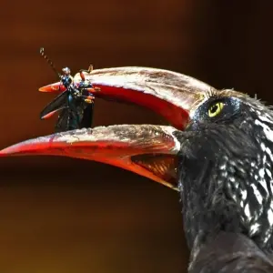 Explore 20 days Birding Holiday in Uganda for 20 days with Primate World Safaris (U) Ltd and discover unforgettable experiences - Photo 6