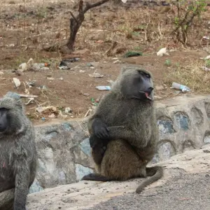 Explore All Inclusive Uganda Family Safari for 12 days with Primate World Safaris (U) Ltd and discover unforgettable experiences - Photo 7