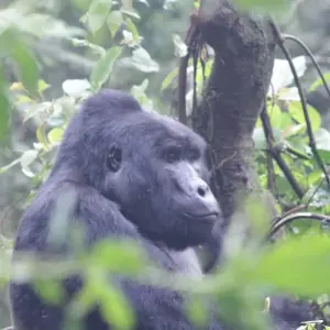 Explore 4 days Luxury Gorilla Tracking Safari by Road for 4 days with Primate World Safaris (U) Ltd and discover unforgettable experiences - Photo 6