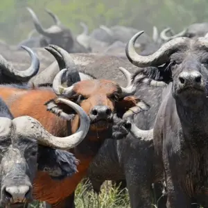 Explore 4 days Murchison Falls Luxury Wildlife Safari for 4 days with Primate World Safaris (U) Ltd and discover unforgettable experiences - Photo 6