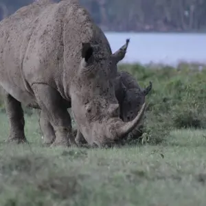 Explore 4 days Masai Mara Safari Express for 4 days with Primate World Safaris (U) Ltd and discover unforgettable experiences - Photo 3