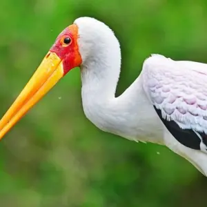 Explore 20 days Birding Holiday in Uganda for 20 days with Primate World Safaris (U) Ltd and discover unforgettable experiences - Photo 7