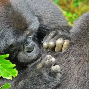 Explore 4 days Luxury Gorilla Tracking Safari In Uganda (Fly-in) for 4 days with Primate World Safaris (U) Ltd and discover unforgettable experiences - Photo 8