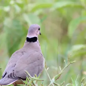 Explore Eastern Uganda Safari Trail for 12 days with Primate World Safaris (U) Ltd and discover unforgettable experiences - Photo 8