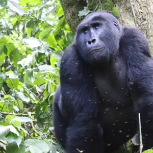 Explore 4 days Luxury Gorilla Tracking Safari by Road for 4 days with Primate World Safaris (U) Ltd and discover unforgettable experiences - Photo 7