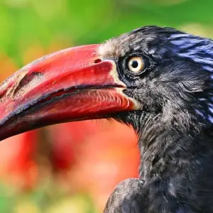 Explore 20 days Birding Holiday in Uganda for 20 days with Primate World Safaris (U) Ltd and discover unforgettable experiences - Photo 8