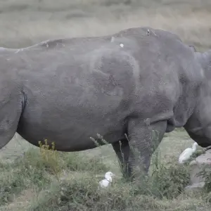 Explore 4 days Masai Mara Safari Express for 4 days with Primate World Safaris (U) Ltd and discover unforgettable experiences - Photo 4