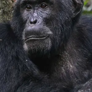 Explore 5 days Uganda Gorillas and Wildlife Safari for 5 days with Primate World Safaris (U) Ltd and discover unforgettable experiences - Photo 8